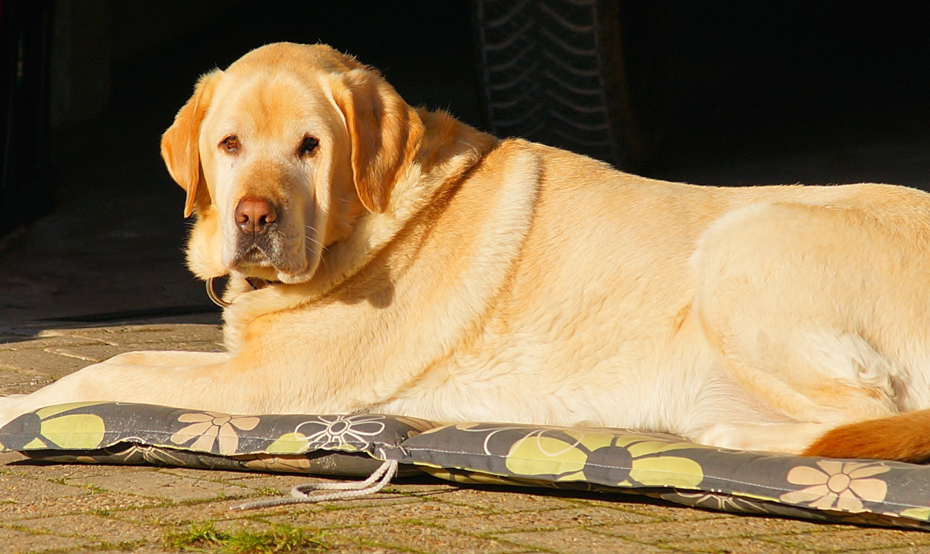 labrador