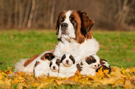 Breeding dogs