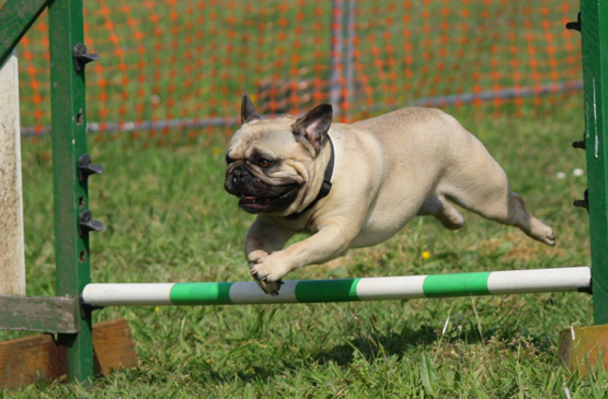 Training dogs