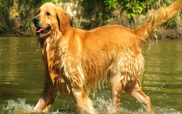 golden-retriver