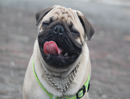 pug